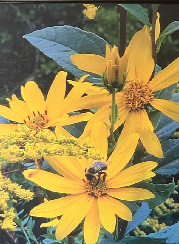 Bee on yellow flower by Loretta Verret