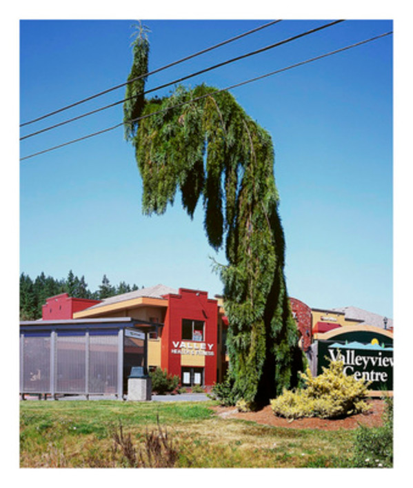 Forever Green 23 by Eric Klemm, Image 1.
