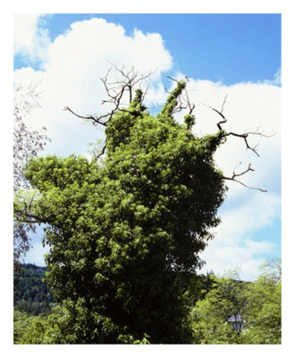 Forever Green 30 by Eric Klemm, Image 1.