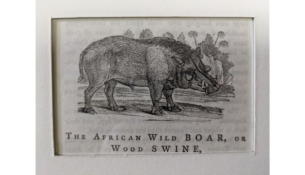 Wild Boar by Thomas Bewick