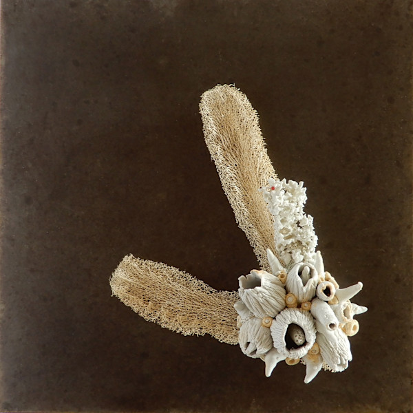 Hybridation sensible / Sensitive Hybridization by Asmae Laraqui