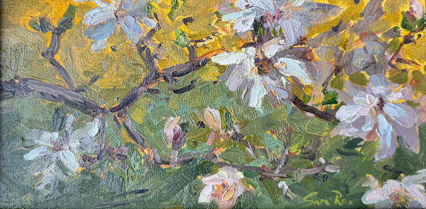 Magnolia in Golden Light by Sara Rae