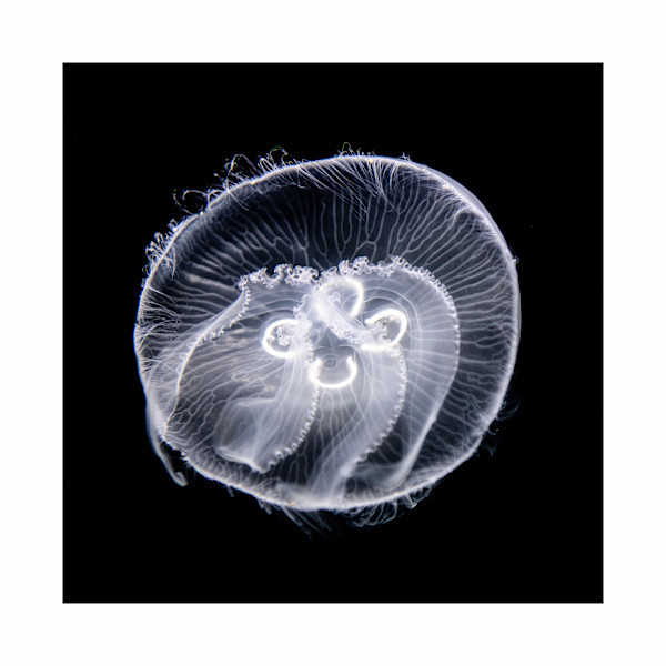 A Little Jelly by Ken Pagliaro