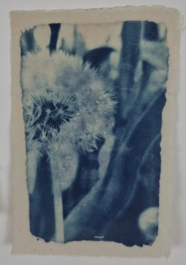 Come stelle su un fiore by Annalisa Mercuri, Image 1.