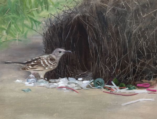 Great Bowerbird by Rose Tanner
