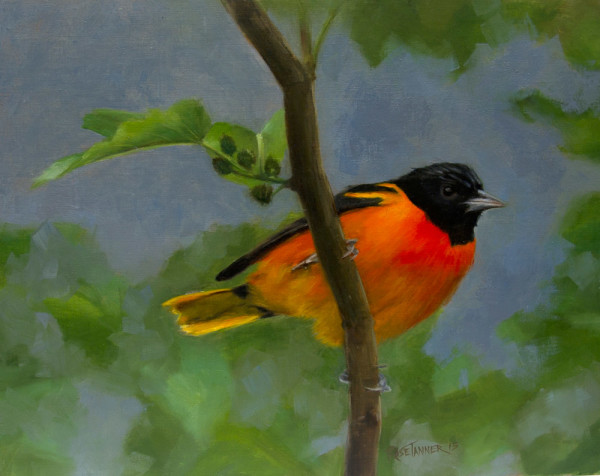Baltimore Oriole 2 by Rose Tanner