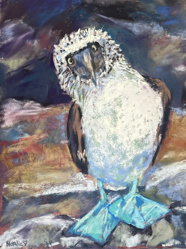 Booby Alert (The Galapagos Island) by Natalie Campbell