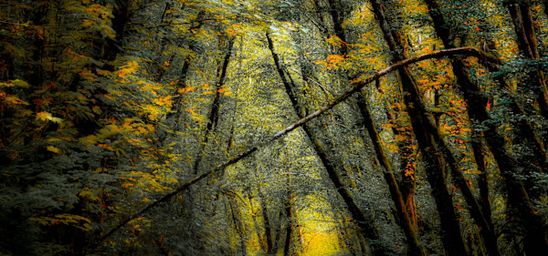 Fall Colors #2 by Linda Devenow