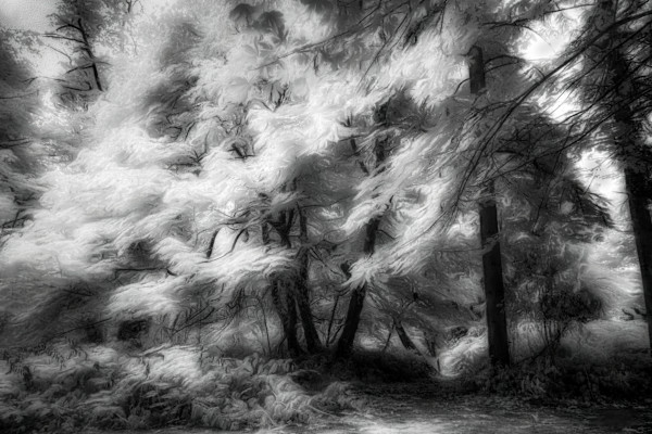 Surreal Movement by Linda Devenow