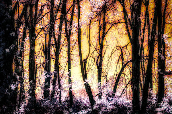 Lace by Linda Devenow