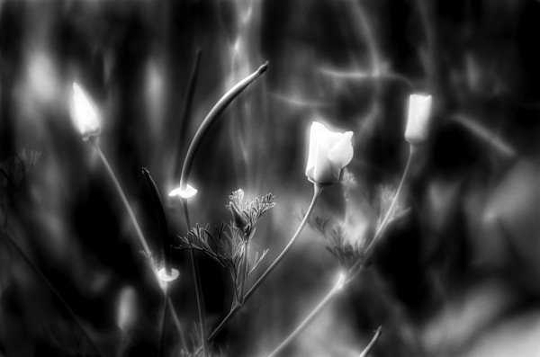 Dancing Poppies (B&W) by Linda Devenow