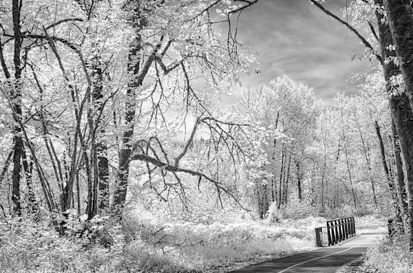 Middle Fork Path by Linda Devenow