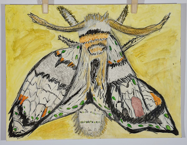 Puss Moth (Mariposa Gatinho) by Eduardo Faduled