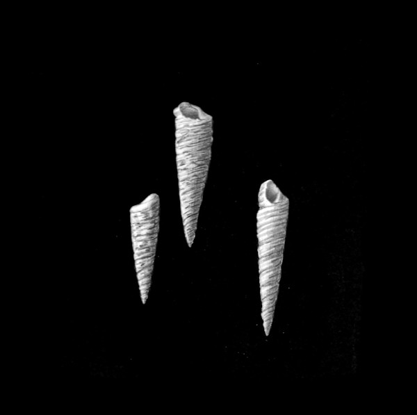 Chase by Aurélie Jourdain