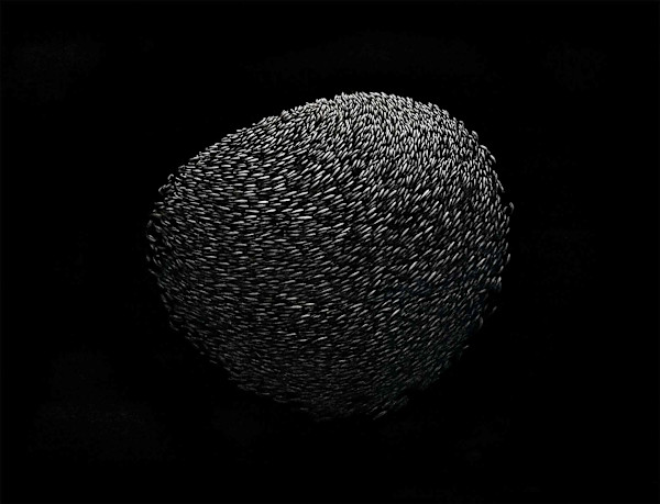 Gregarious by Aurélie Jourdain