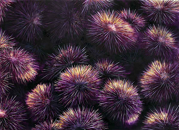 Sea urchins by Aurélie Jourdain