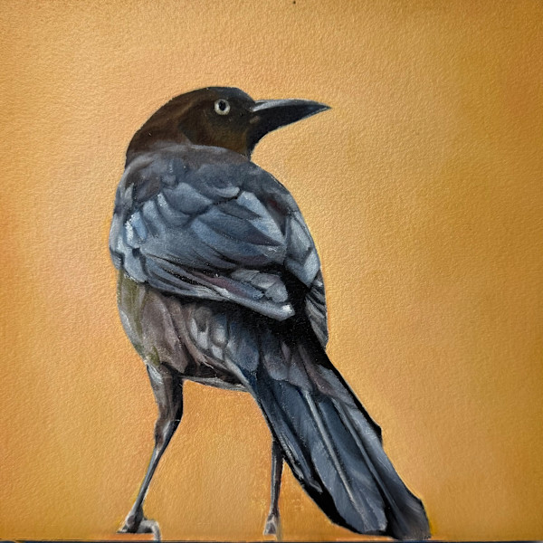 Grackle Side Eye by Lindsay Shillington
