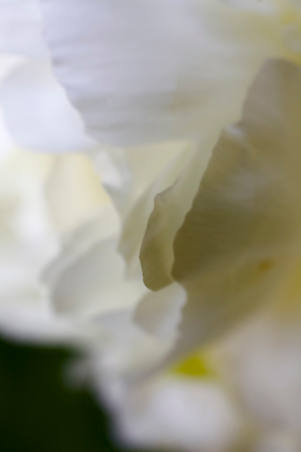 Whispering Petals by Barbara Brenner, Image 1.