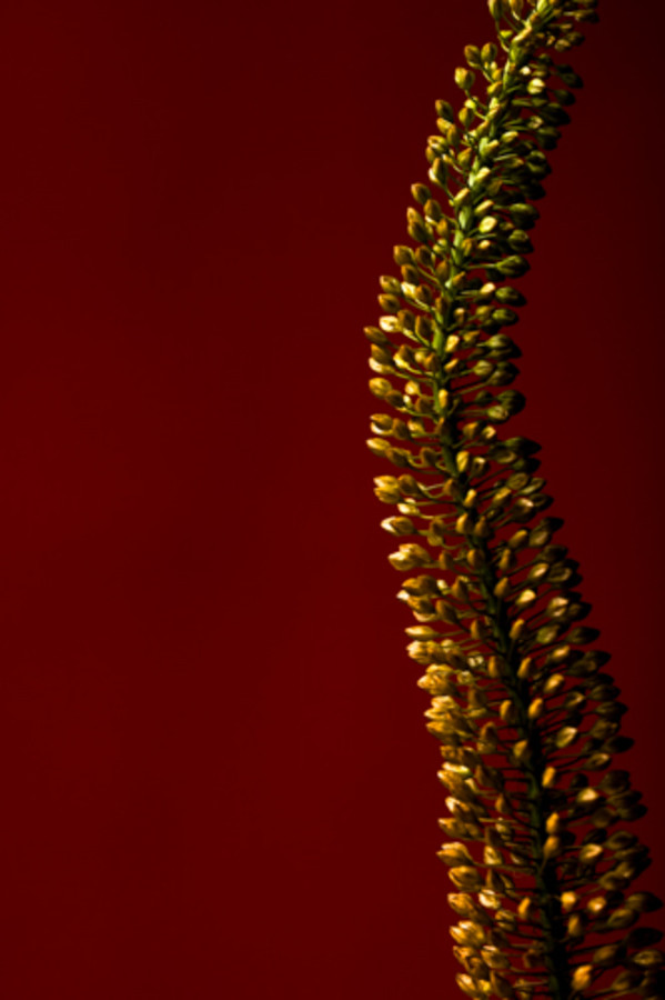 Flowing Resilience by Stella Gommans