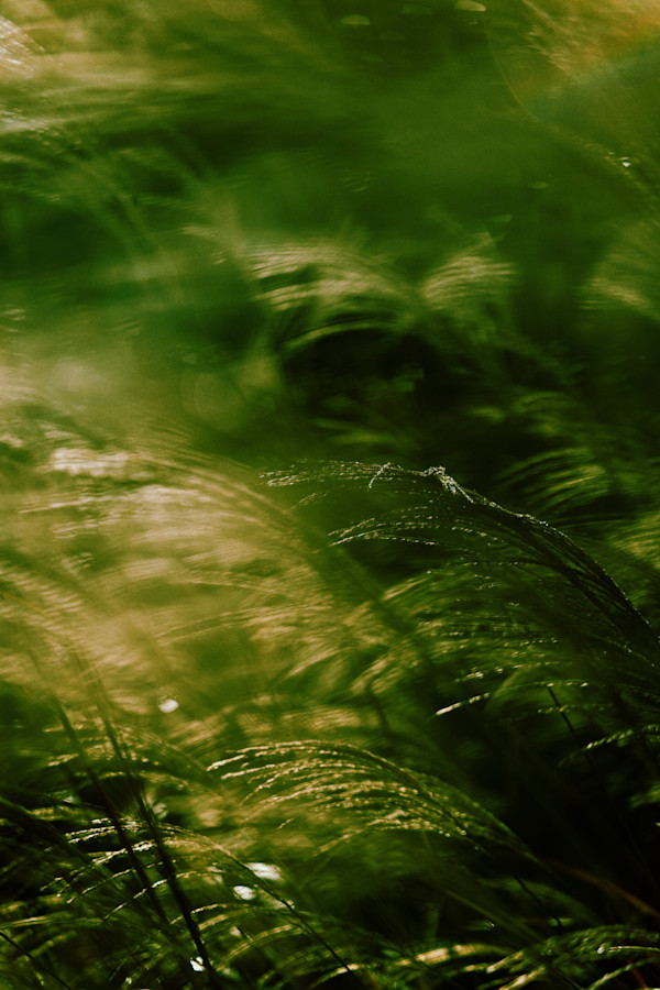 Bouncing Meadow by Stella Gommans