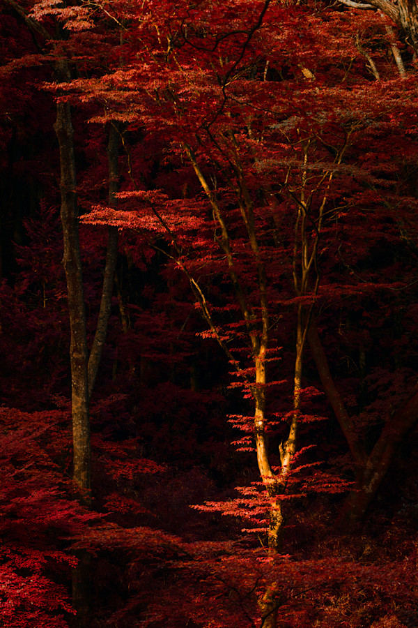 A Crimson Serenade by Stella Gommans