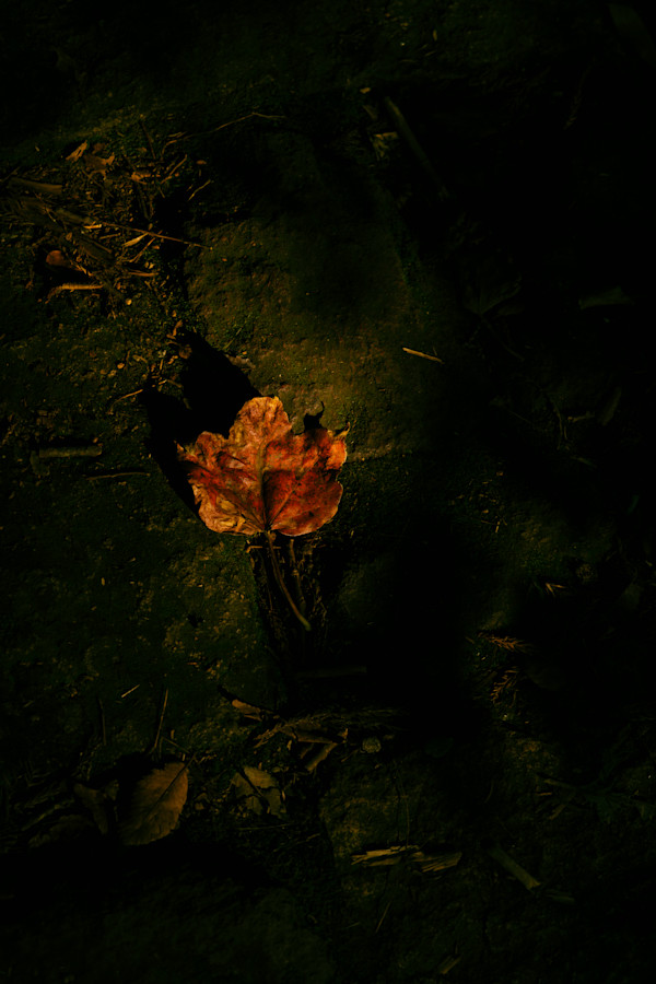 The Gentle Rythm by Stella Gommans