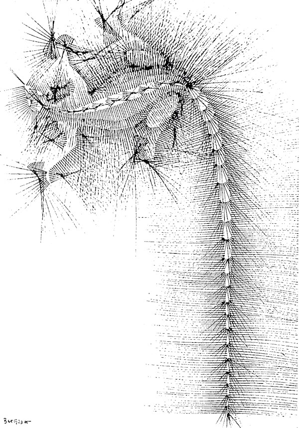 Sans titre (DPF 547) by Vincent Batbedat