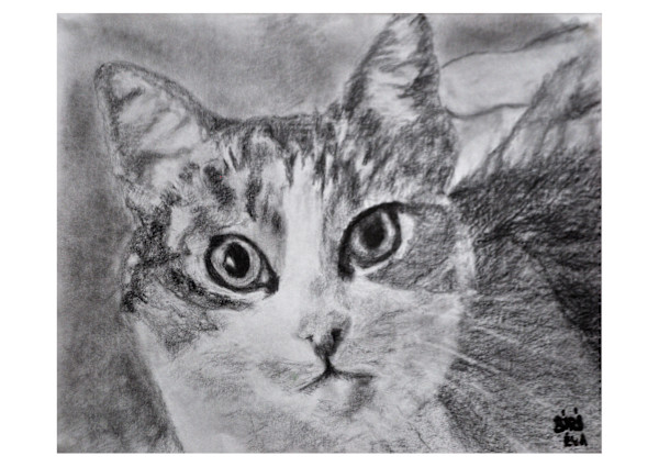 Mimi, the traveling cat by Eva Biro