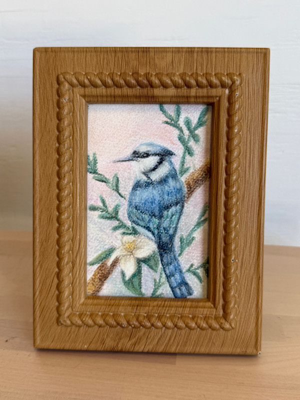 Blue Jay (pastel) by Erica Kyle, Image 2.