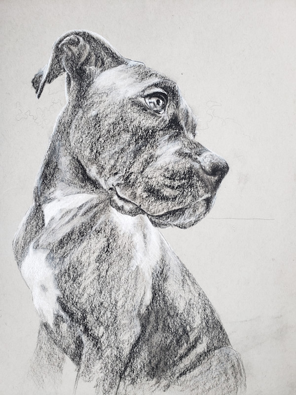 Boxer Study by Michelle Dahl