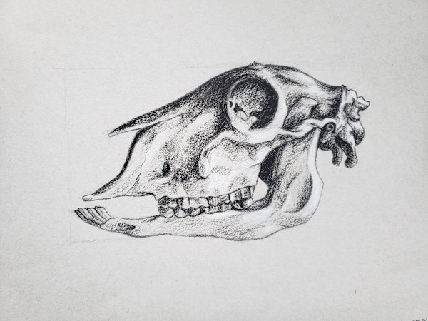 Sheep Skull by Michelle Dahl