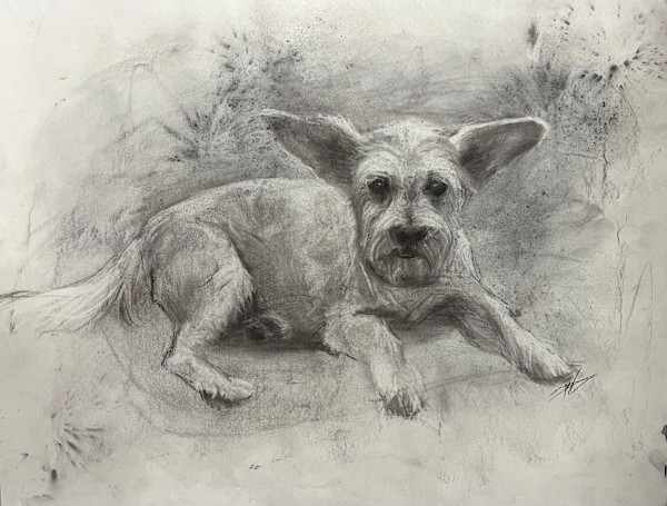 Boomer by Michelle Dahl