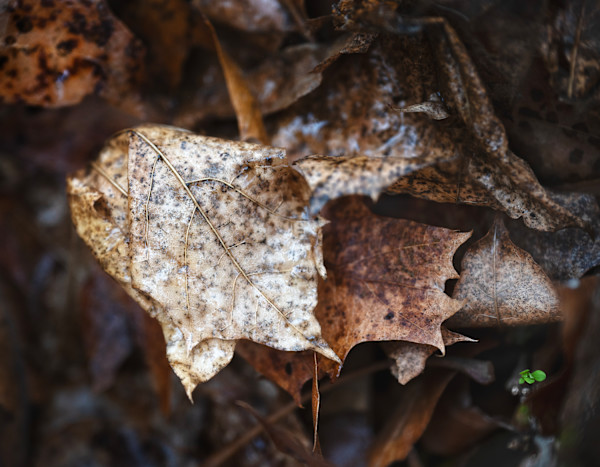 Untitled, No, 17 (Norway maple, red oak wet)