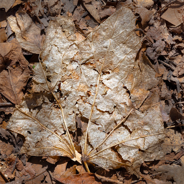 Untitled, No. 51 (Norway maple)