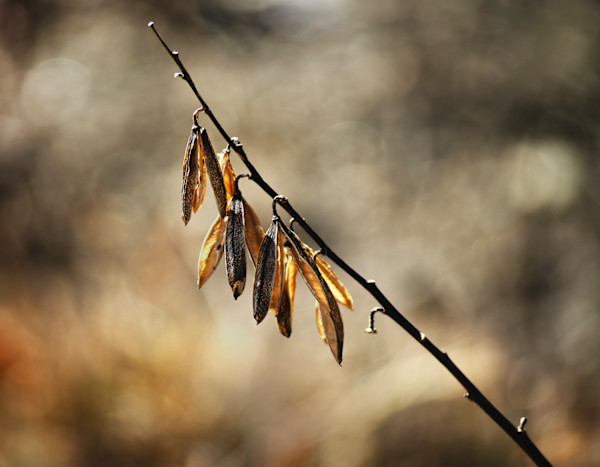 Untitled, No. 55 (August lily) by George Kimmerling