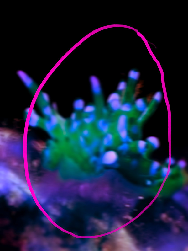 Pink Black Sea Slug by Erna Basten, Image 1.