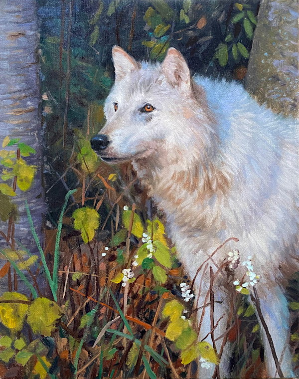Arctic Wolf by Ken Corbett