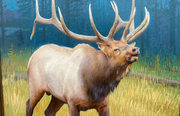 Bugling Elk by Ken Corbett