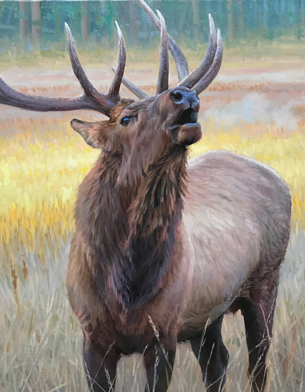 Majesty - Elk by Ken Corbett