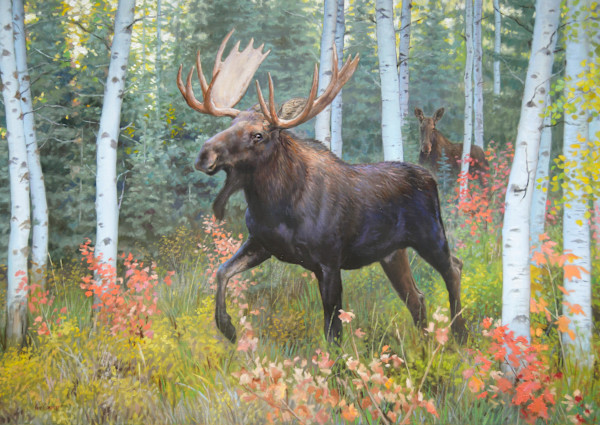 Moose in the Quakies by Ken Corbett