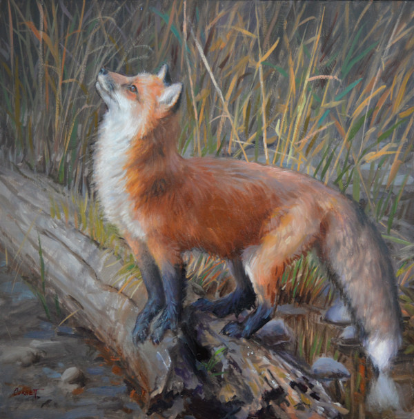 Anticipation - Fox by Ken Corbett