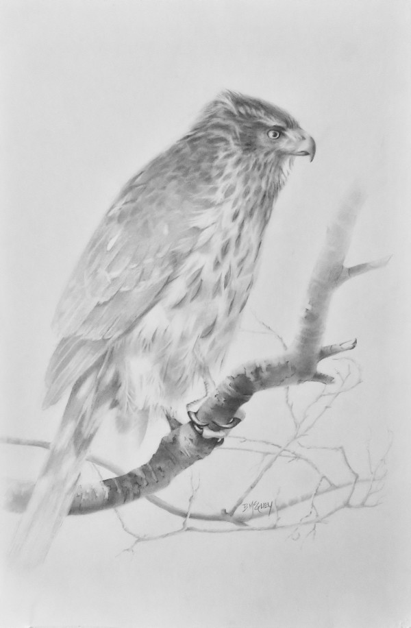 Cooper's Hawk Study by Barbara McGuey