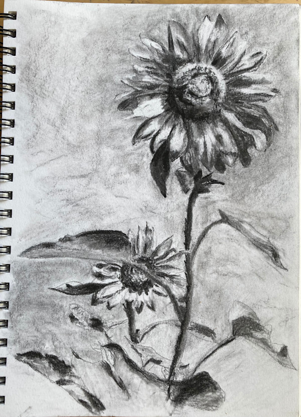 Sunflowers by John Simnett