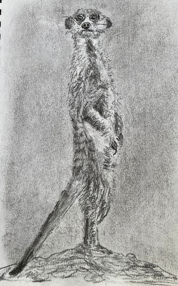 Meercat by John Simnett