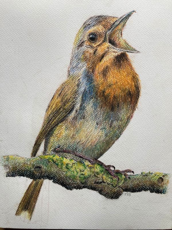 Robin by John Simnett, Image 1.