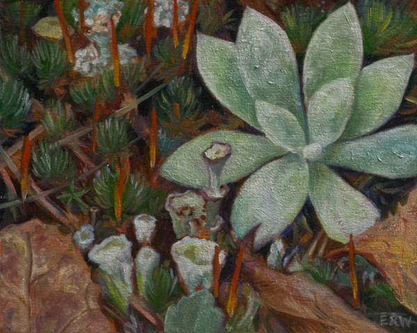 Forest Fireworks by Elizabeth R. Whelan