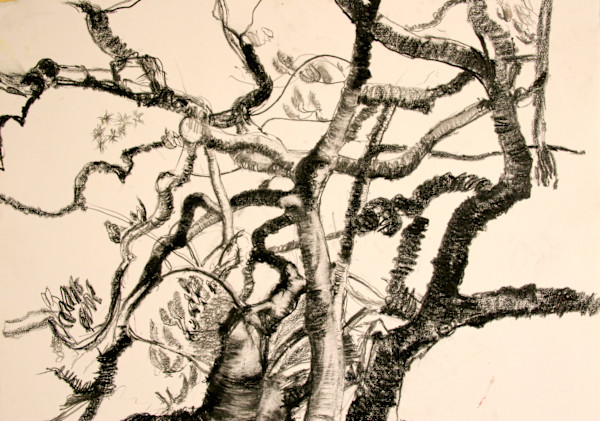Magnolia Branches by Tom Goldenberg Studio LLC