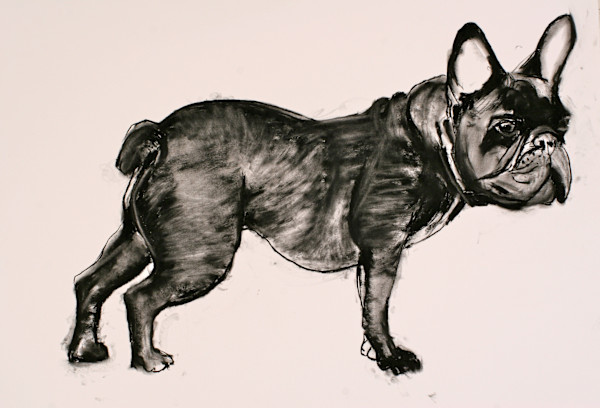Bull Dog by Tom Goldenberg Studio LLC