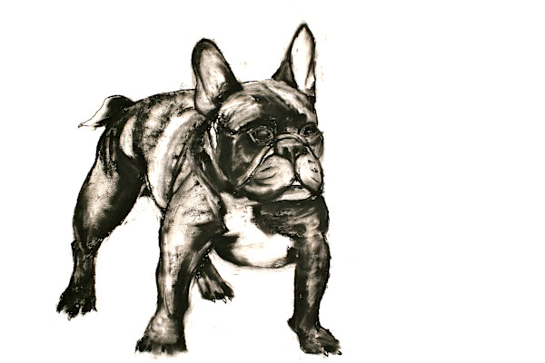 Bull Dog 2 by Tom Goldenberg Studio LLC