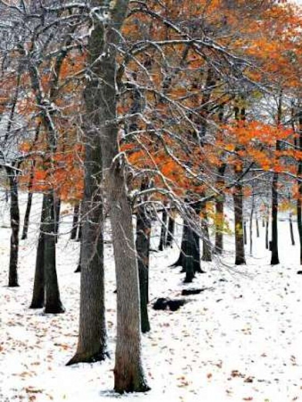 Snowfall II, Image 1.